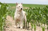 BOUVIER DES ARDENNES 051
